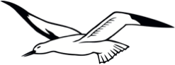 albatros